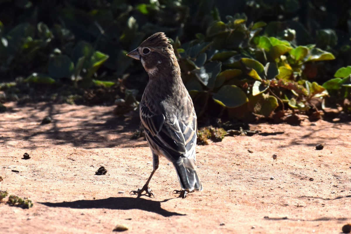 Lark Bunting - ML644209934
