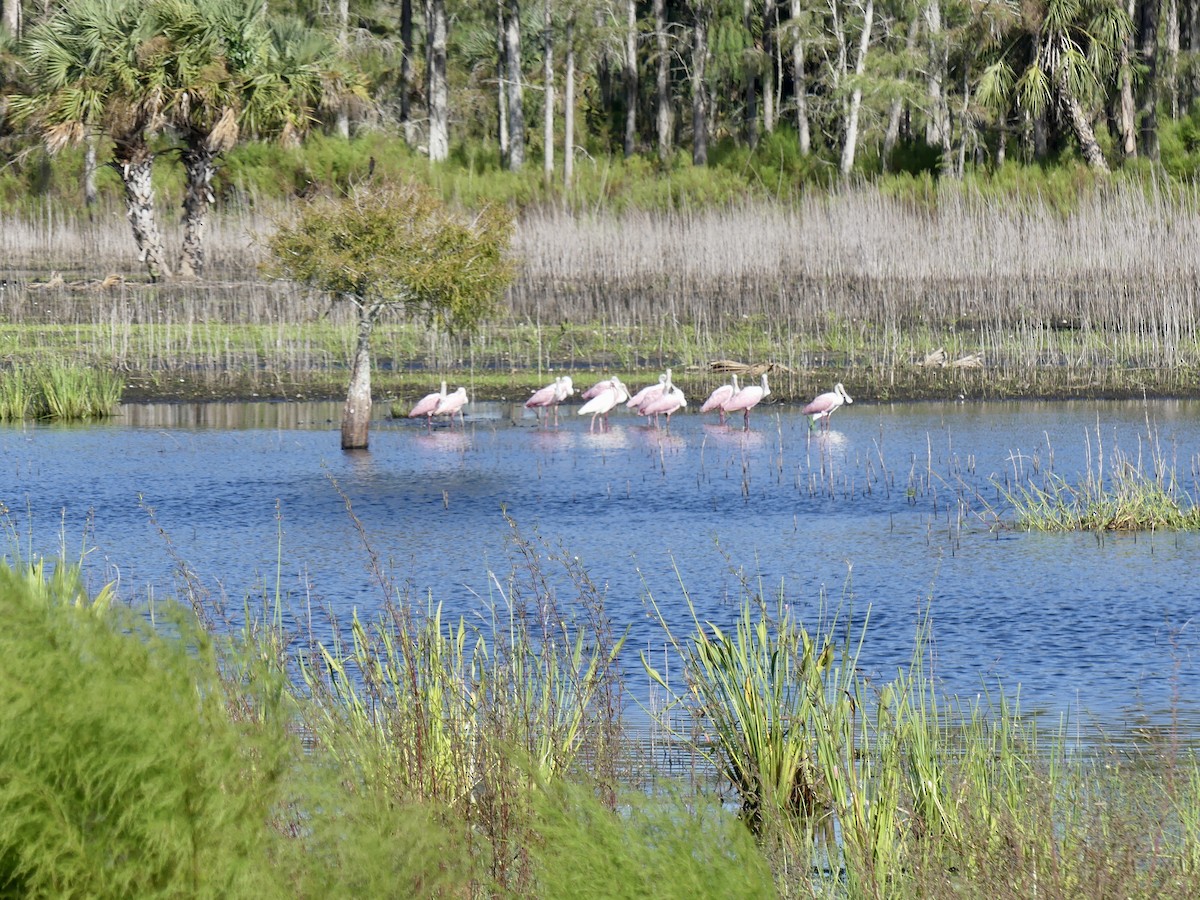 Roseate Spoonbill - ML644209944