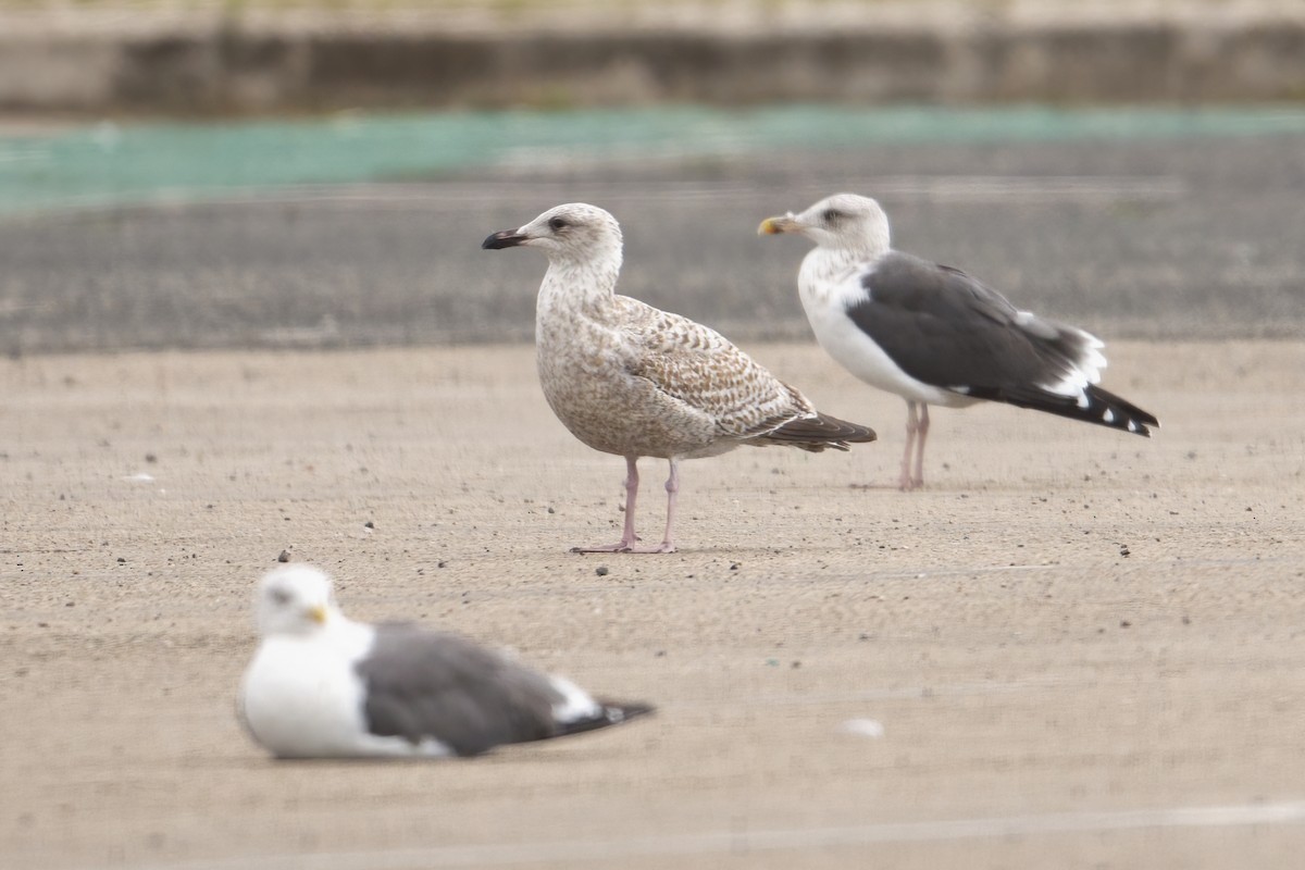 racek stříbřitý - ML644209949