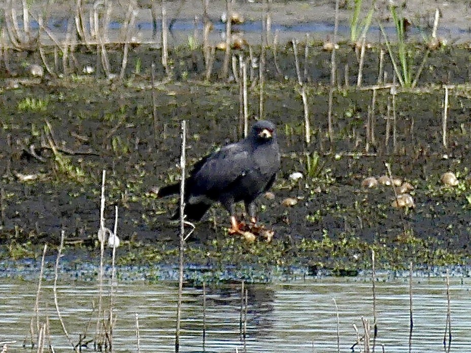 Snail Kite - ML644209958