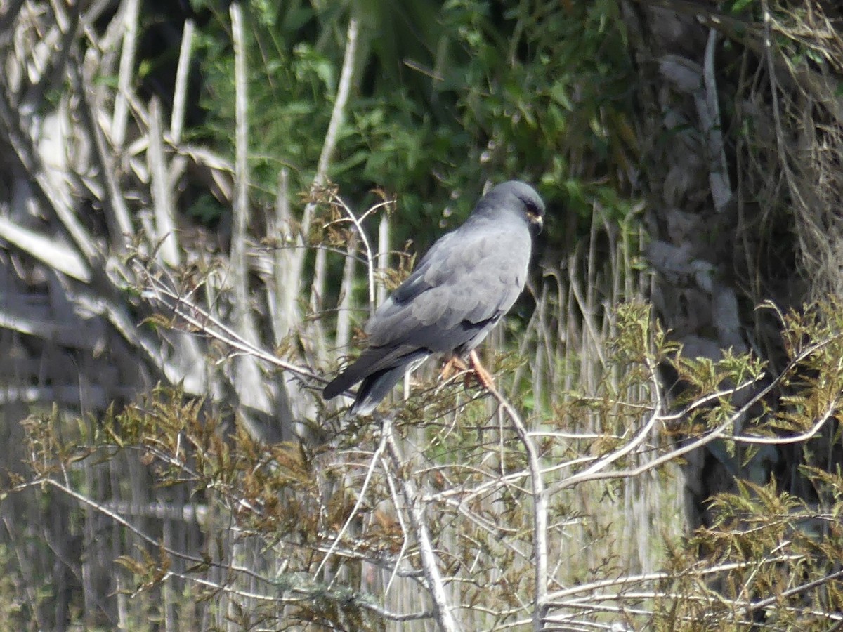 Snail Kite - ML644209959