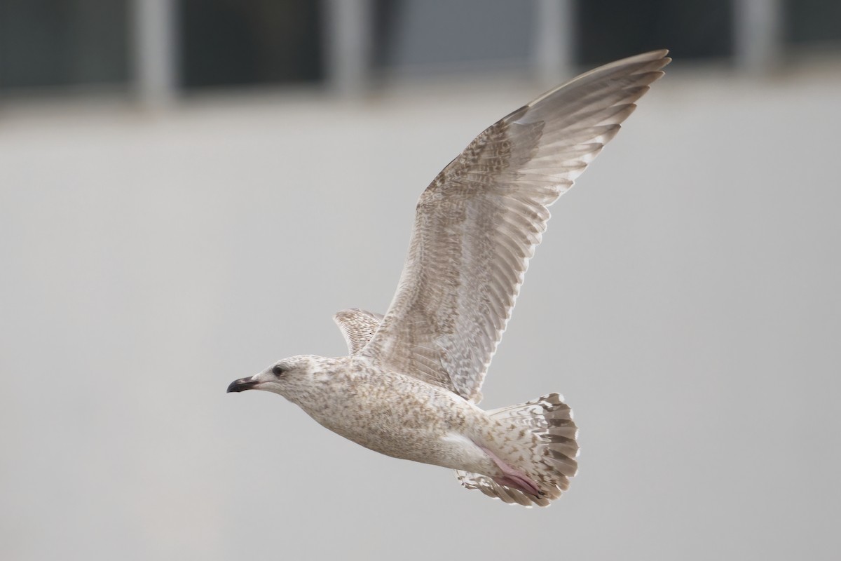 racek stříbřitý - ML644209960