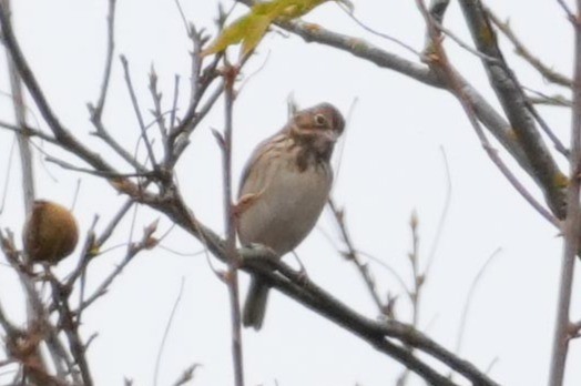 Vesper Sparrow - ML644209965
