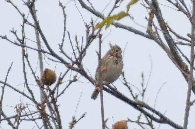 Vesper Sparrow - ML644209966