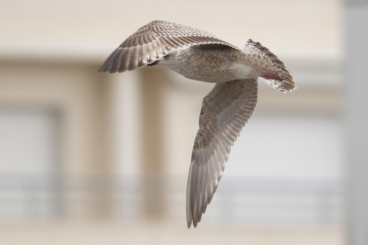 racek stříbřitý - ML644209969