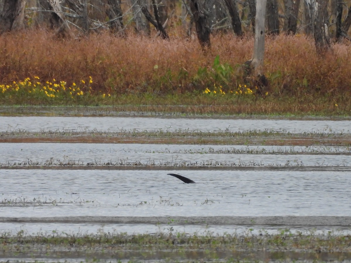 North American River Otter - ML644209971