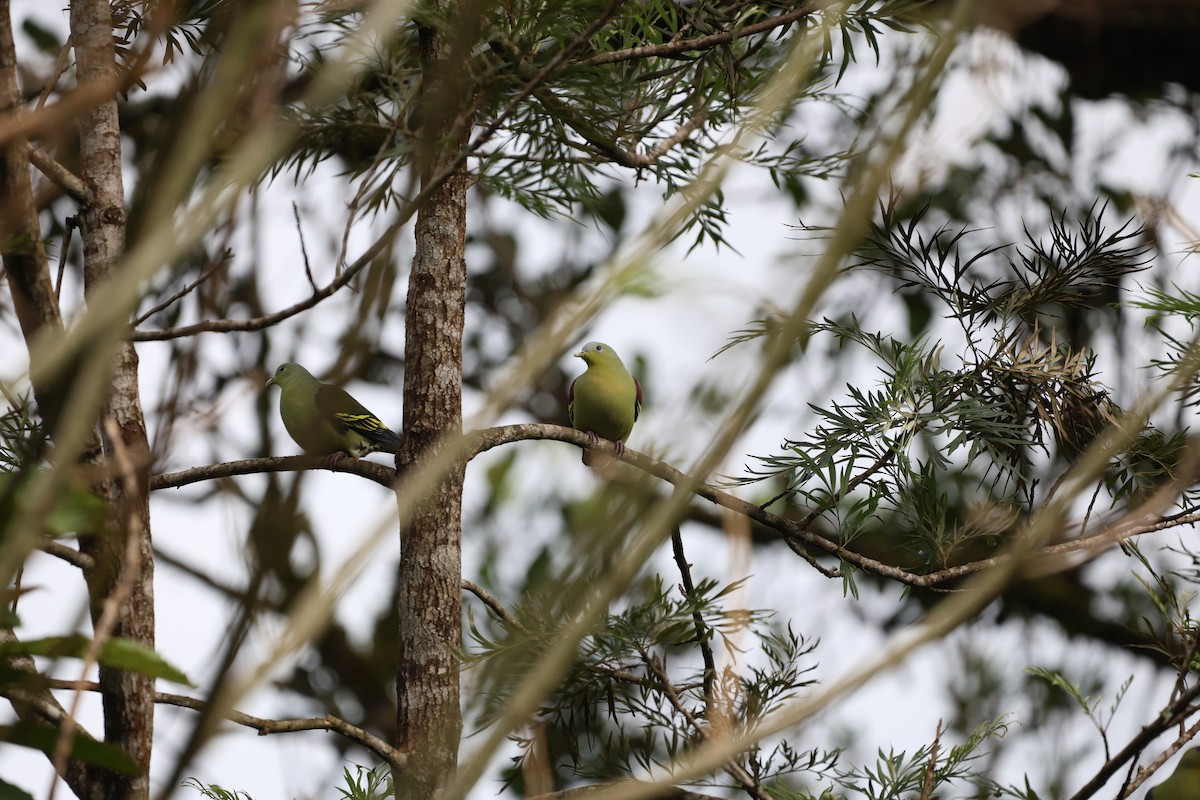 Gray-fronted Green-Pigeon - ML644209975