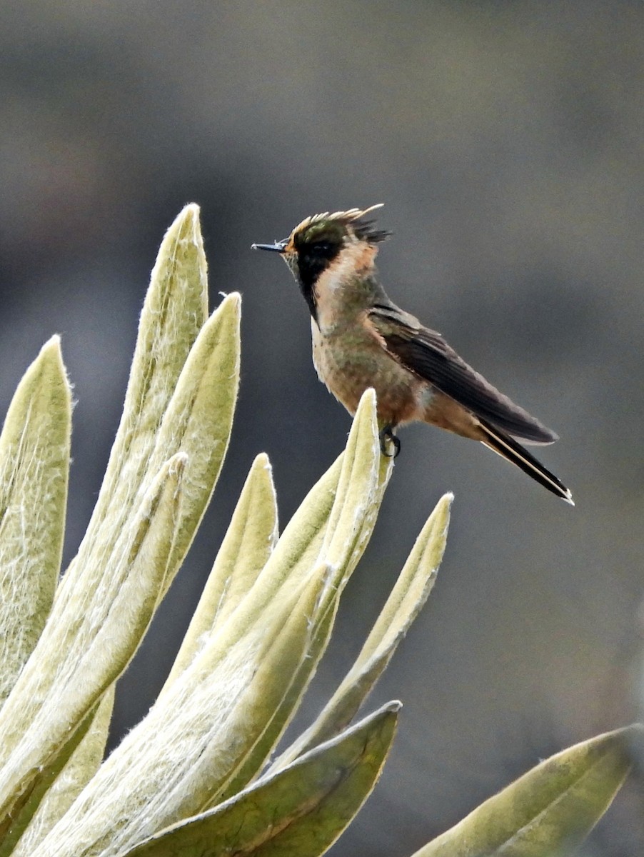 Buffy Helmetcrest - ML644209989