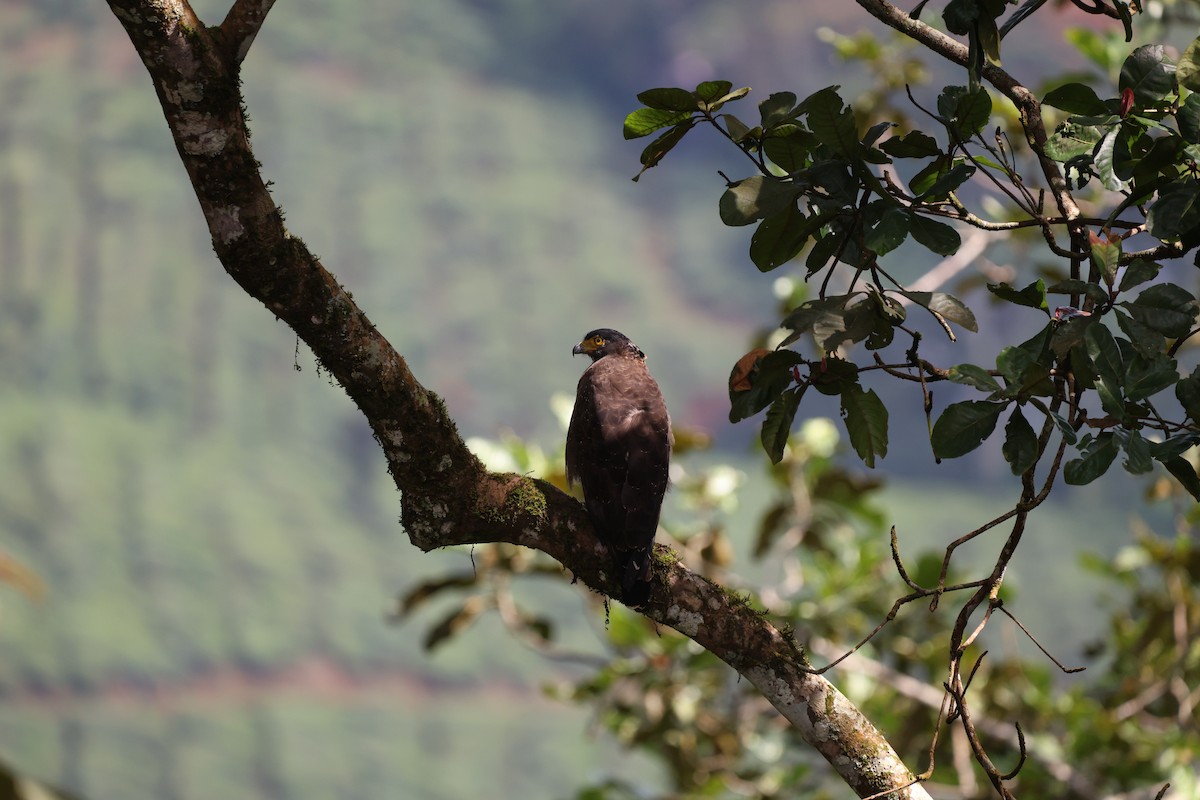 Crested Serpent-Eagle - ML644209998