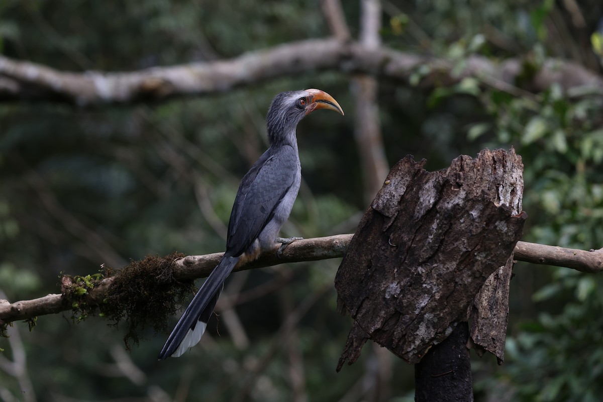 Malabar Gray Hornbill - ML644210000