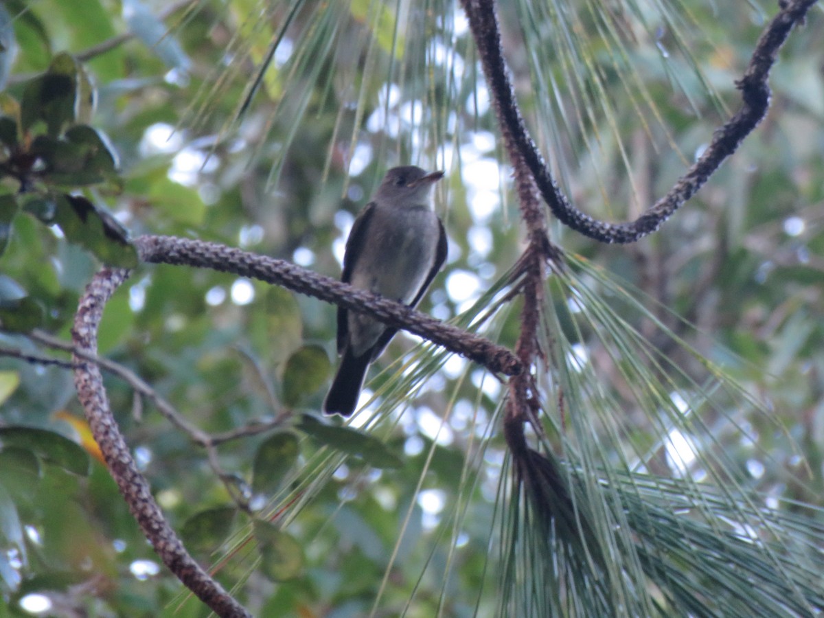 Eastern Wood-Pewee - ML644210002
