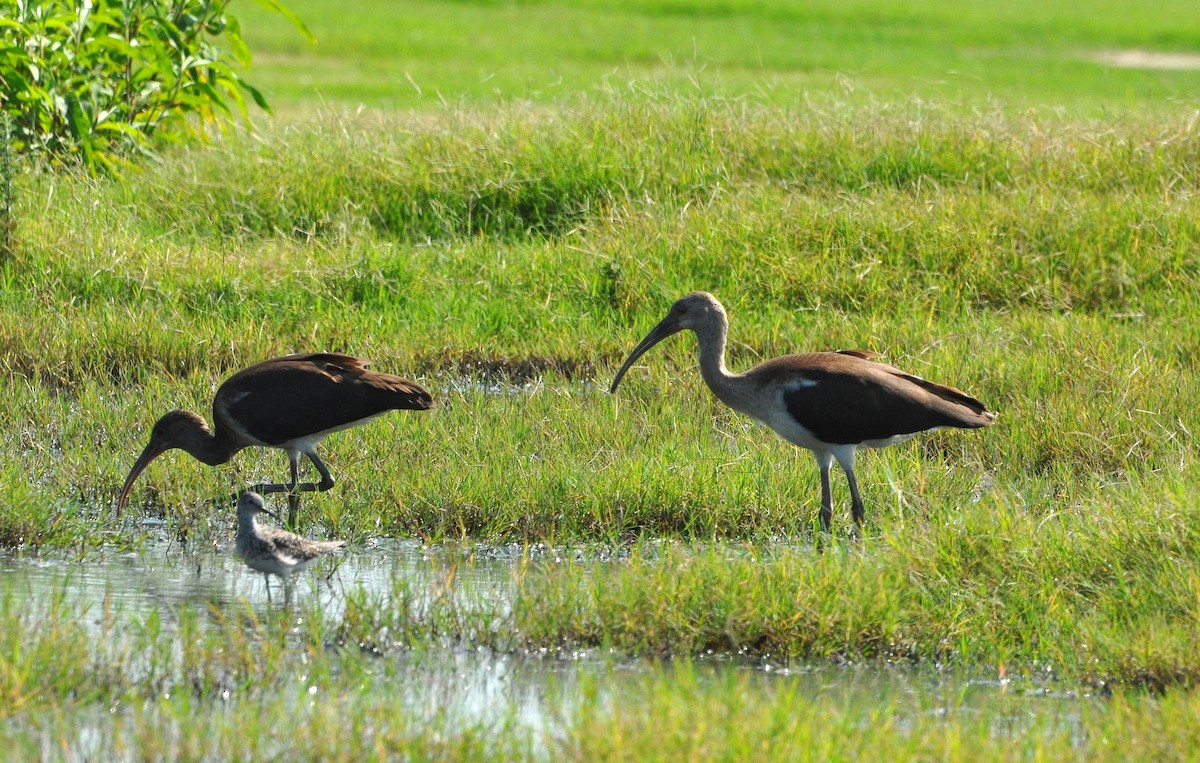 White Ibis - kye jenkins