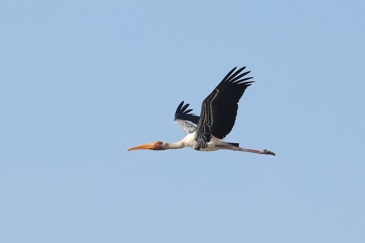 Painted Stork - Chien-wei(Bao) Tseng
