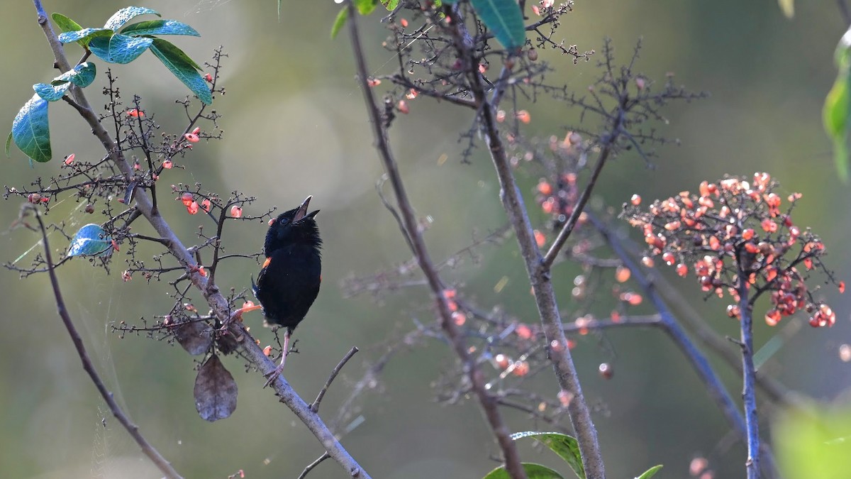 Red-backed Fairywren - ML644210005
