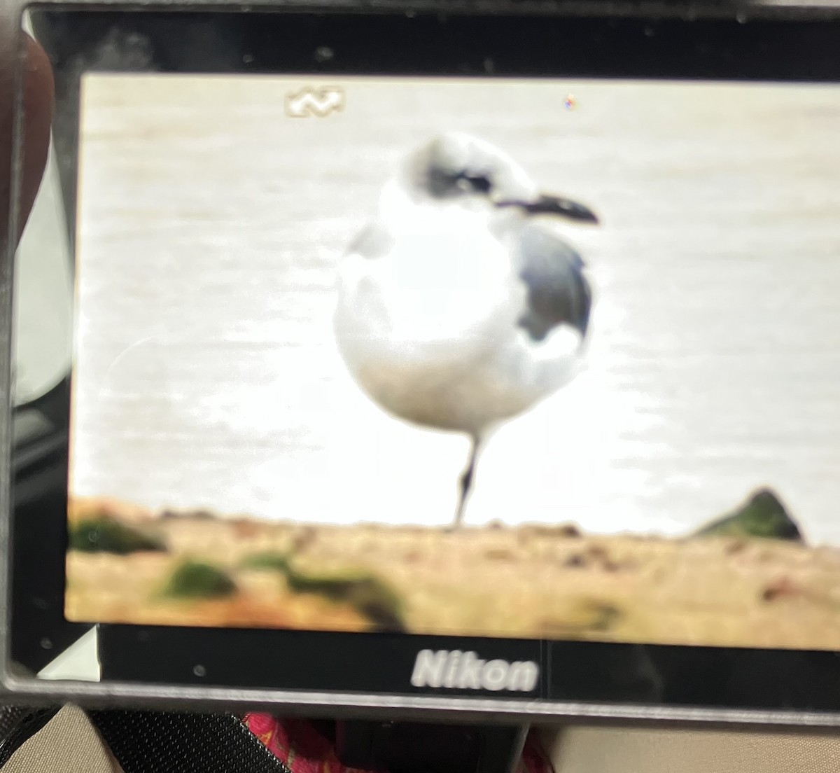 Laughing Gull - Ann Stinely