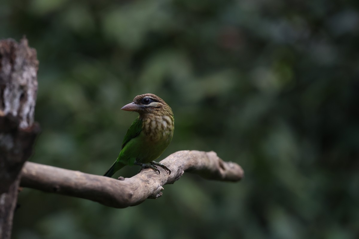 White-cheeked Barbet - ML644210008