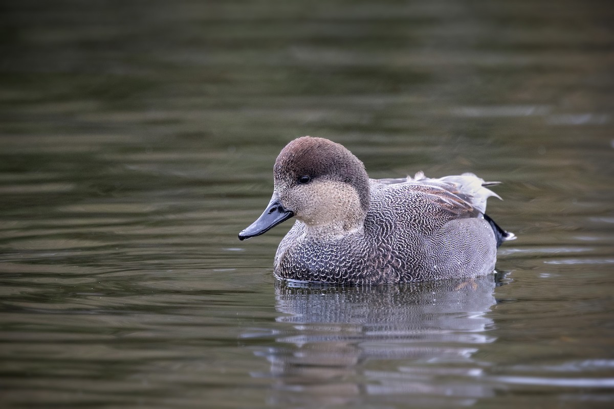 Gadwall - Katherine Scrimshaw