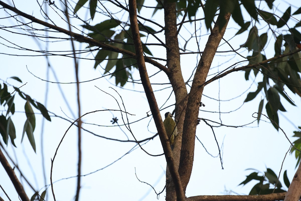 Pito Culigualdo - ML644210017