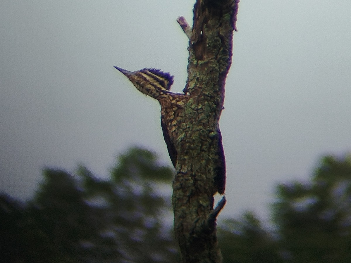 Common Flameback - ML644210024