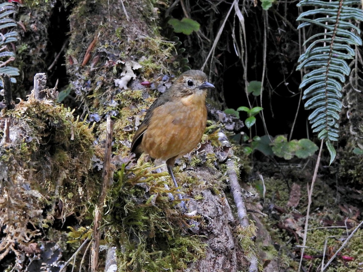 Tawny Antpitta - ML644210025