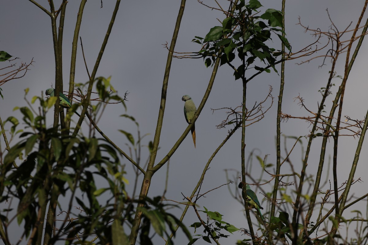 Malabar Parakeet - ML644210029