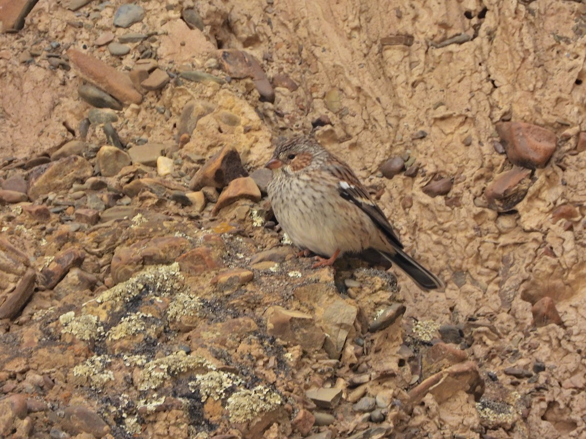 Mourning Sierra Finch - ML644210033