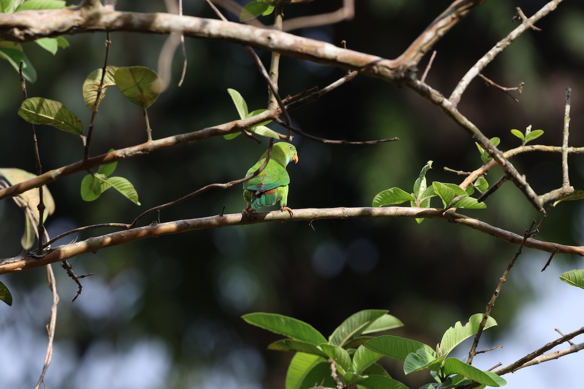 Vernal Hanging-Parrot - ML644210039