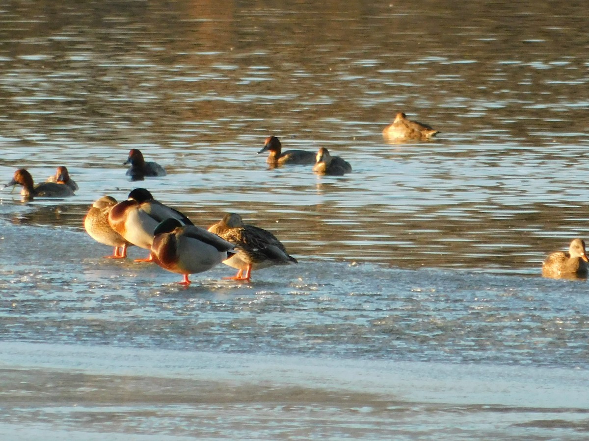 Fuligule à tête rouge - ML644210053