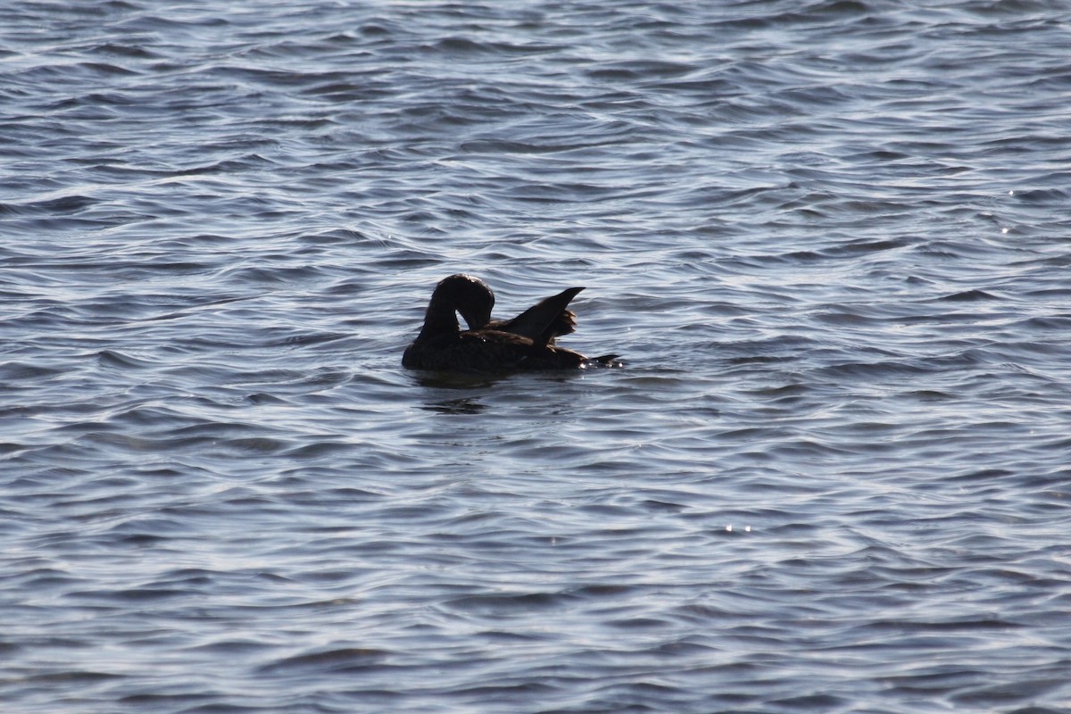 kajka mořská - ML644210058