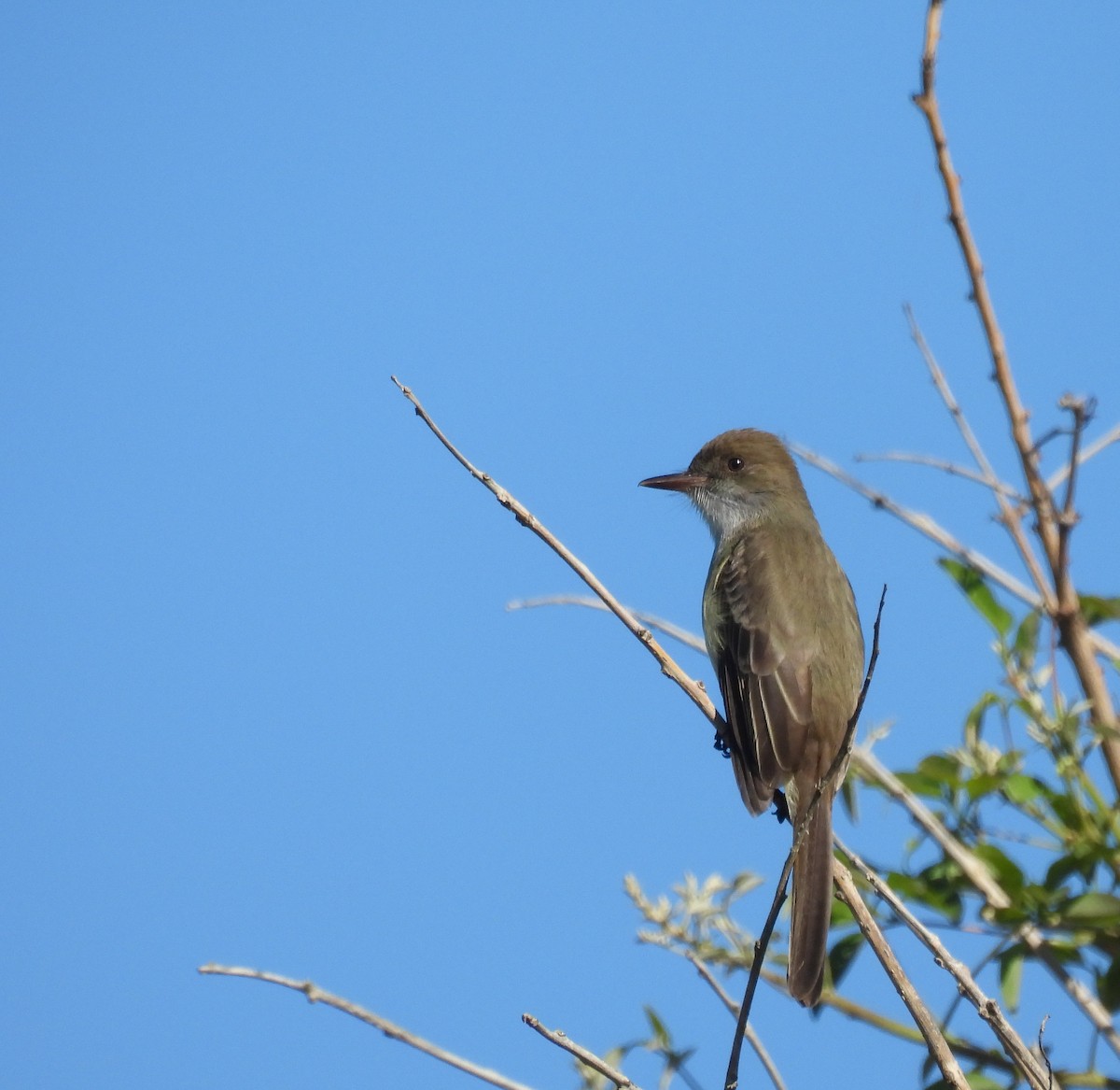 Swainson's Flycatcher - ML644210062