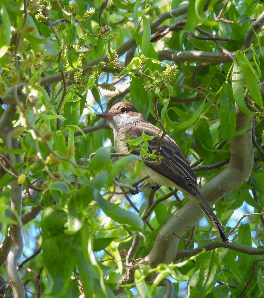 Swainson's Flycatcher - ML644210063