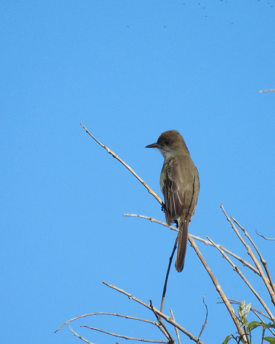 Swainson's Flycatcher - ML644210064