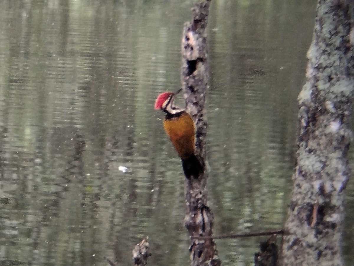 Common Flameback - ML644210069