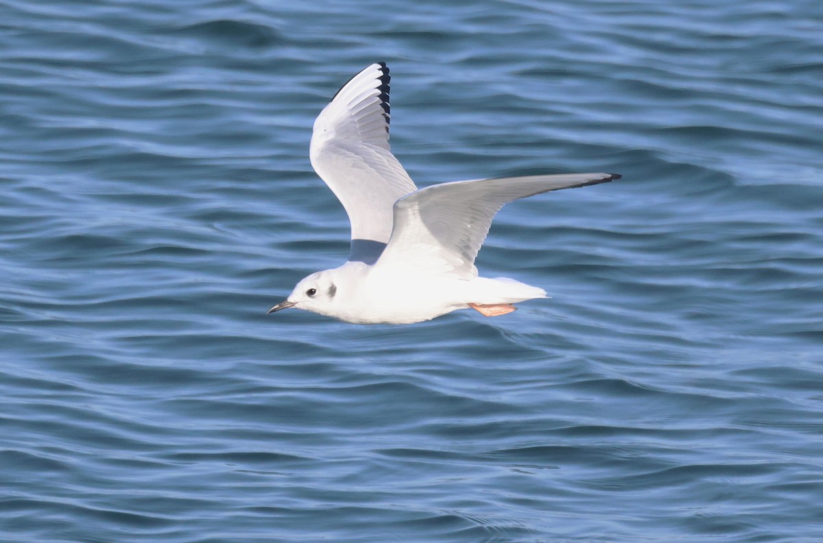 Bonaparte's Gull - ML644210073