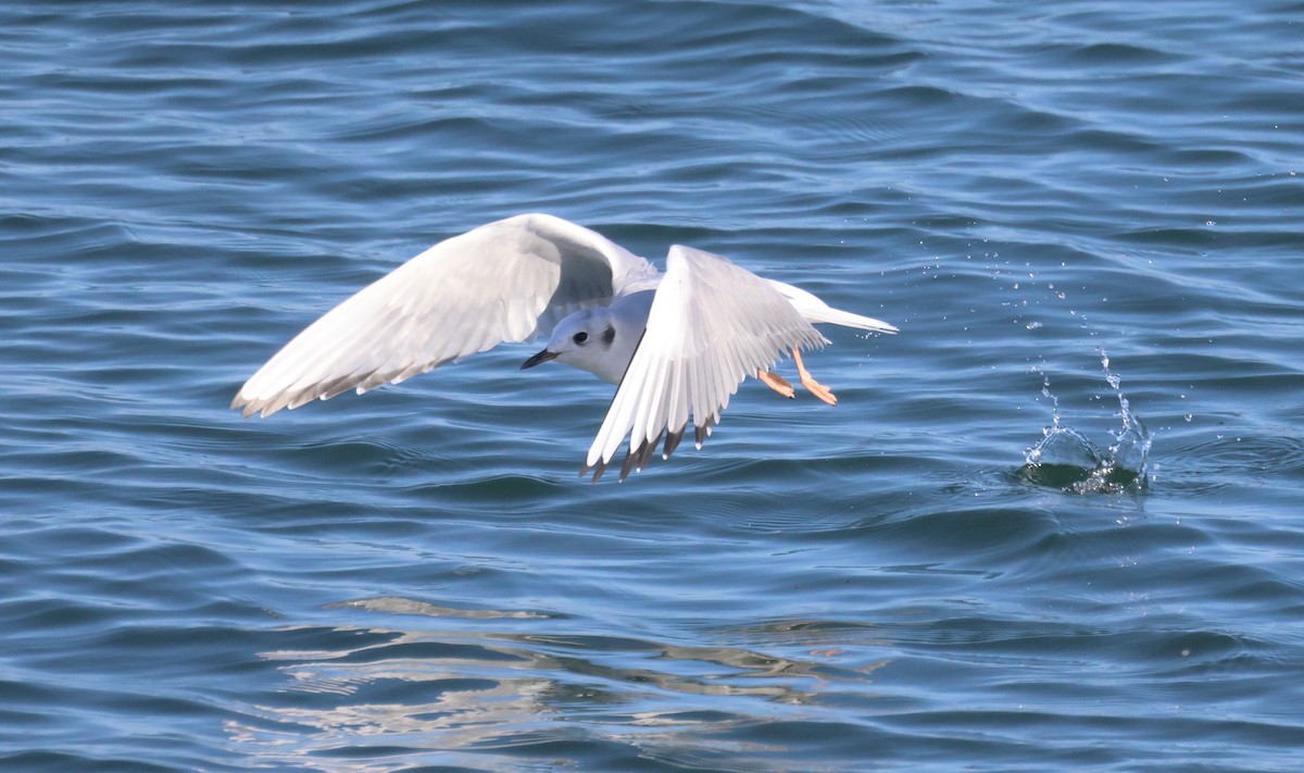 Bonaparte's Gull - ML644210074
