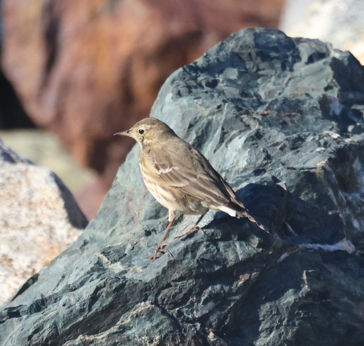 American Pipit - ML644210092