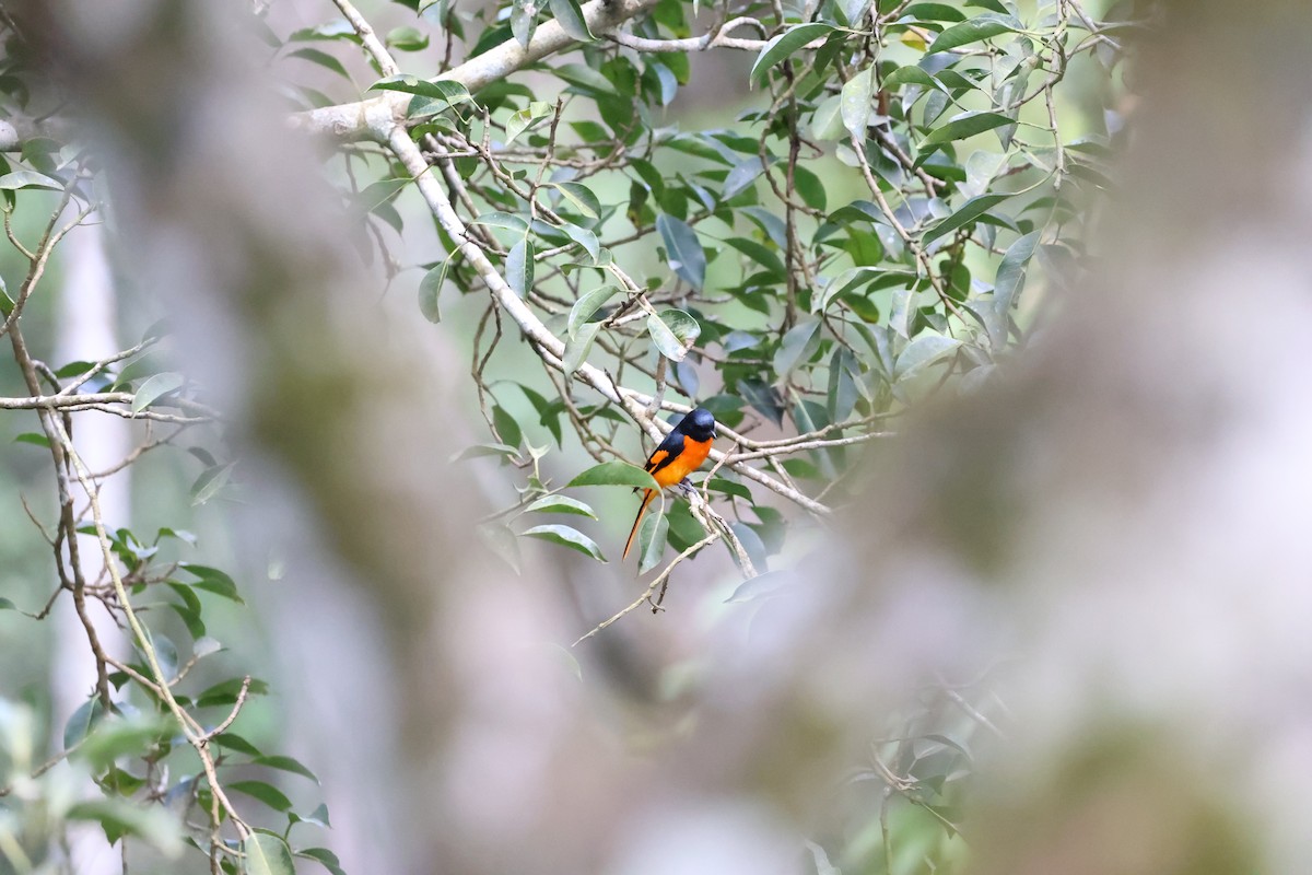 Orange Minivet - ML644210102