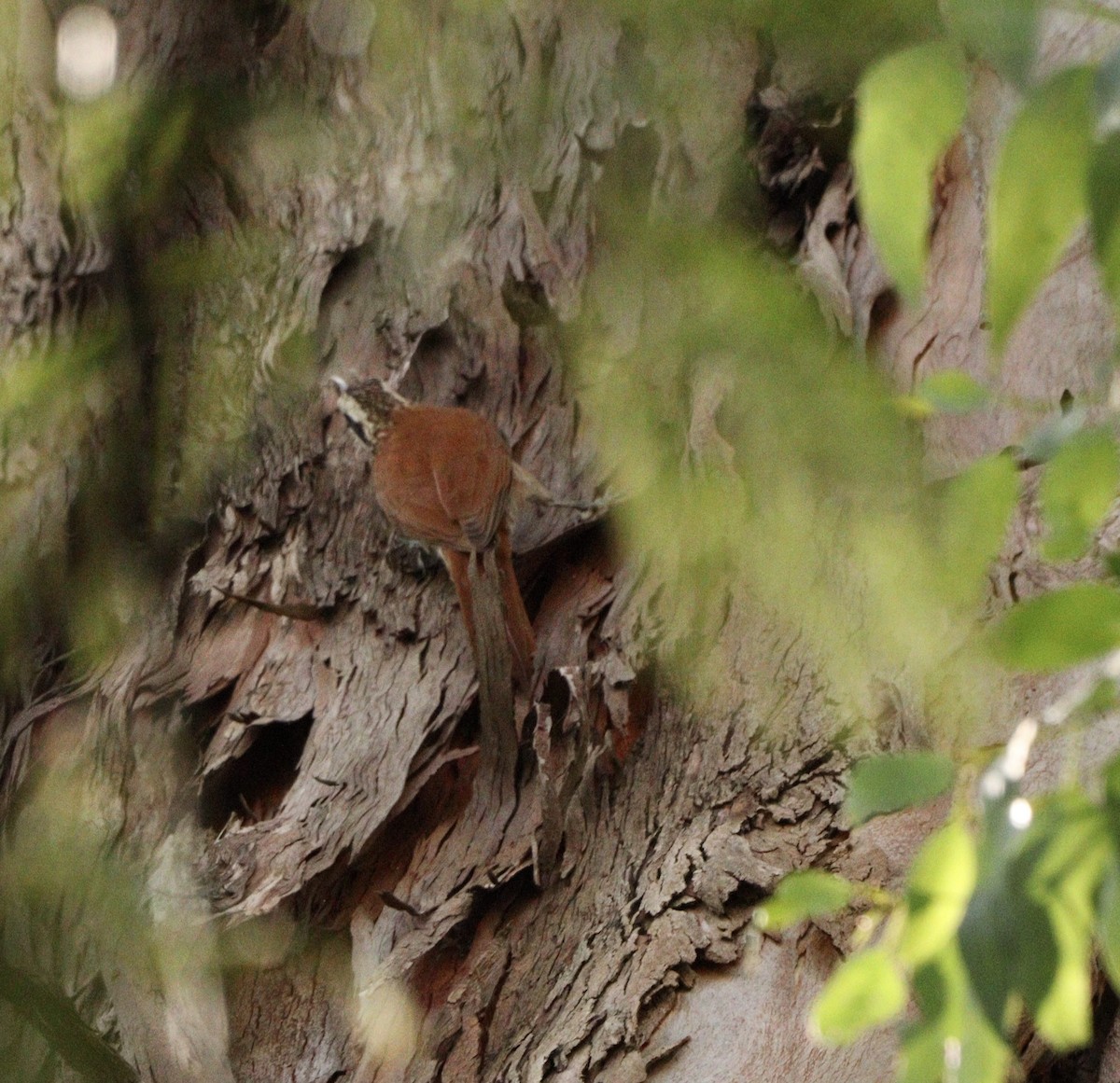 Narrow-billed Woodcreeper - ML644210116