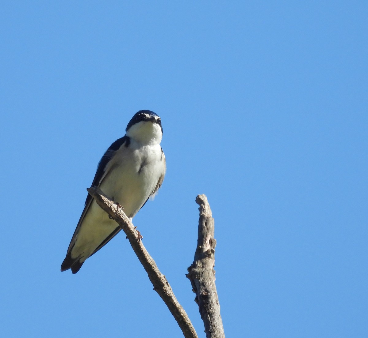 White-rumped Swallow - ML644210117