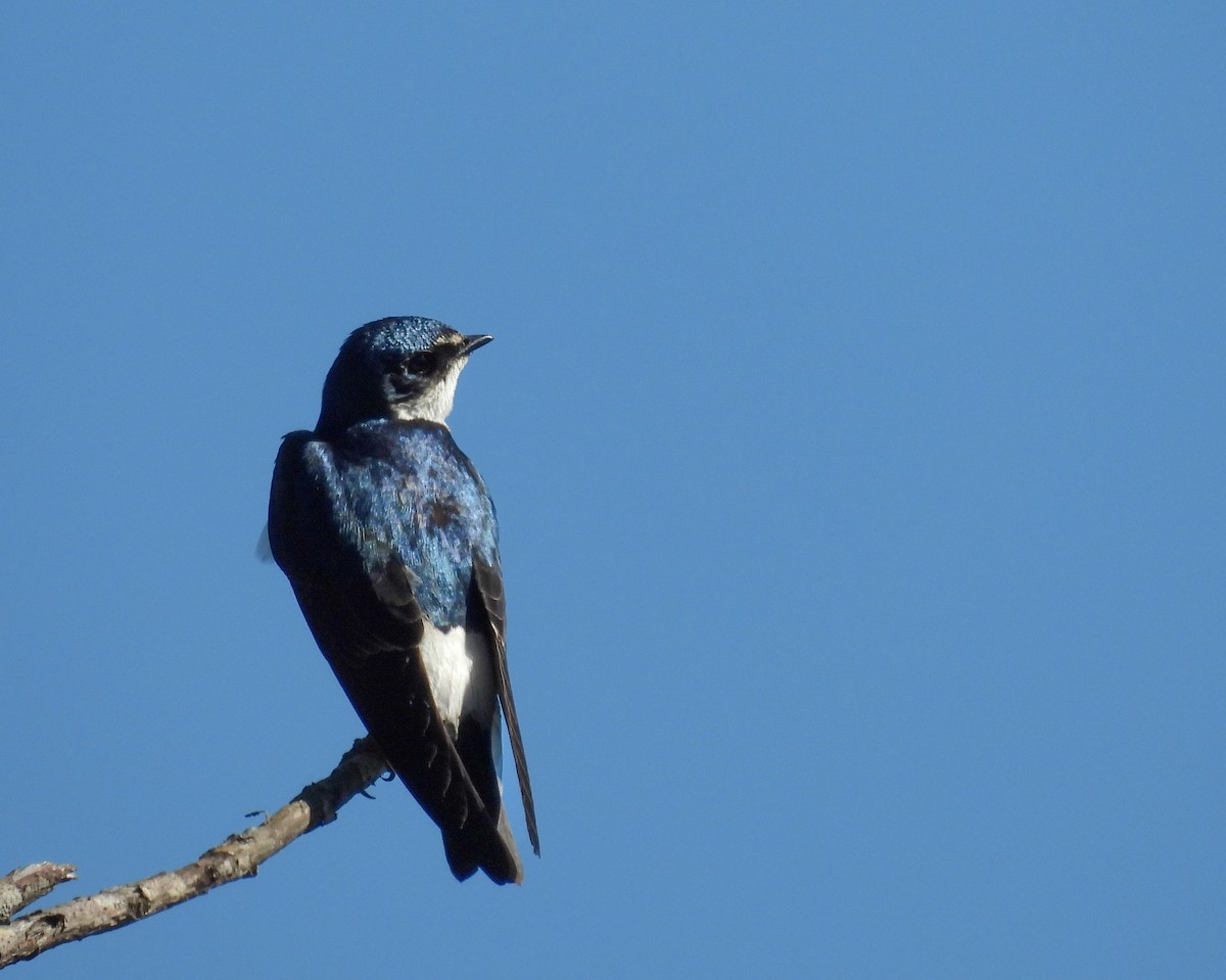 White-rumped Swallow - ML644210118