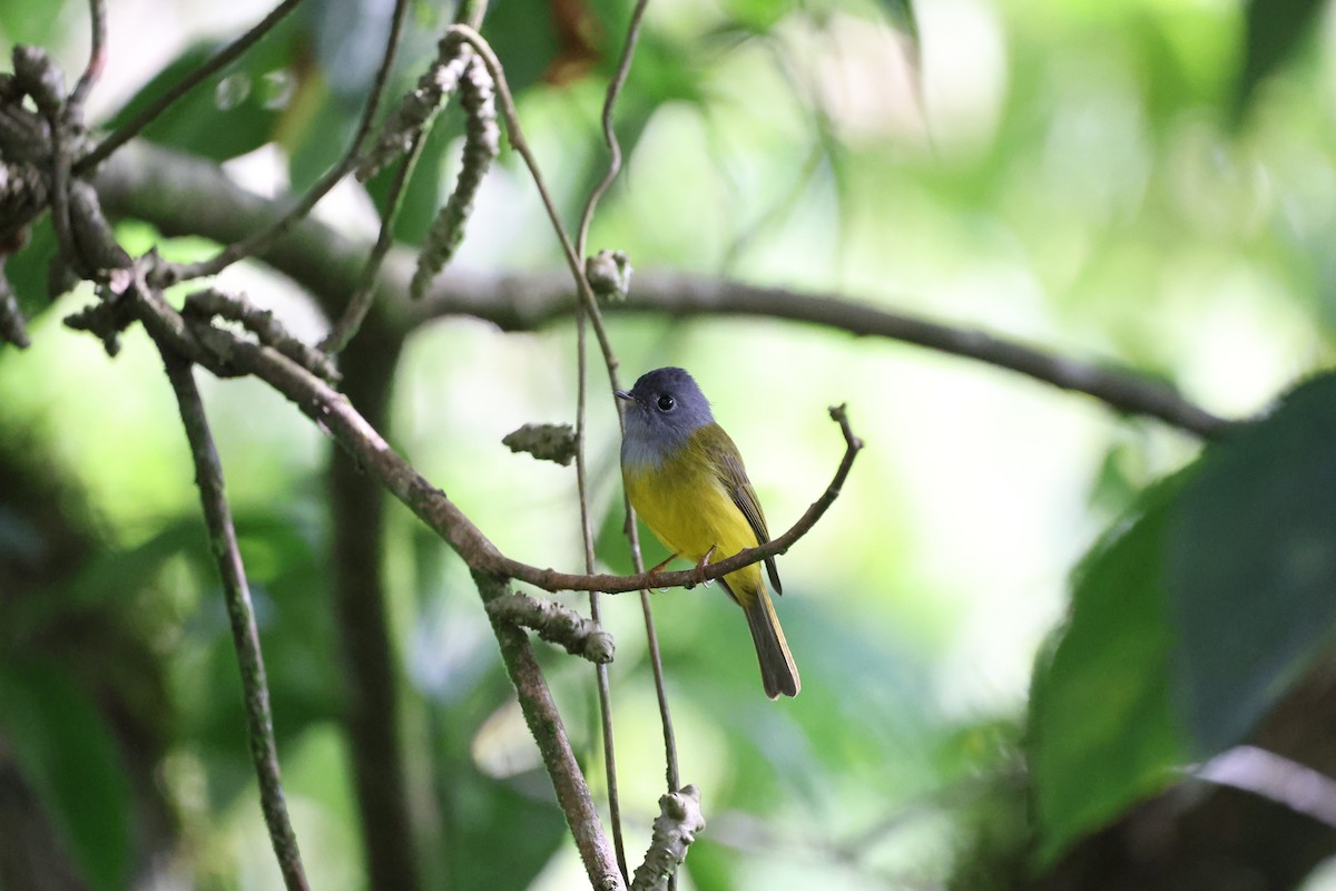 Gray-headed Canary-Flycatcher - ML644210129