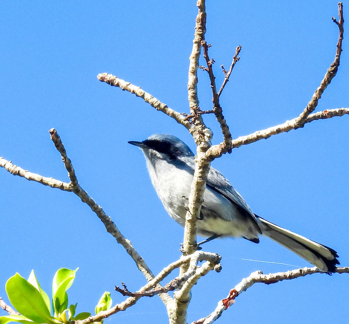 maskemyggsmett - ML644210130