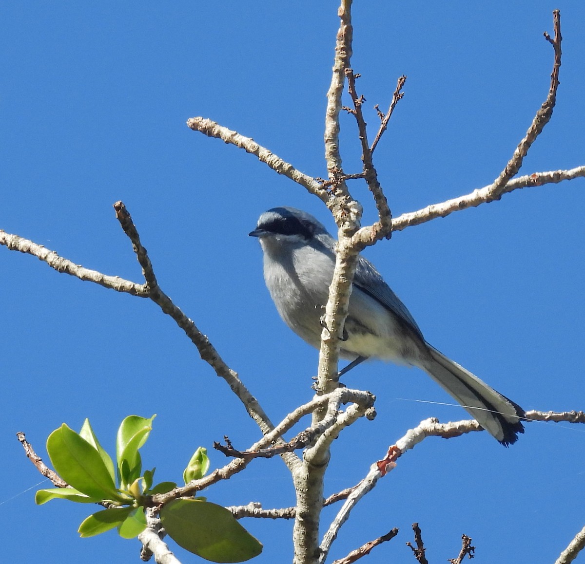 maskemyggsmett - ML644210131