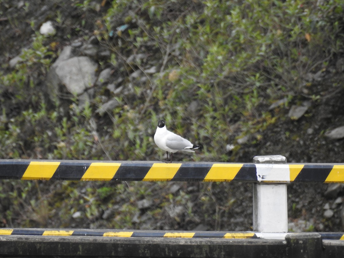 Andean Gull - ML644210136