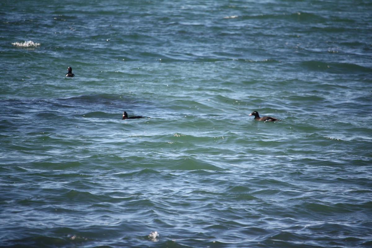 turpan kanadský - ML644210140