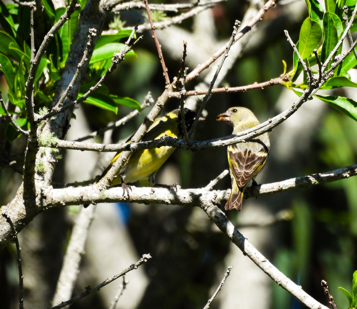 Hooded Siskin - ML644210144