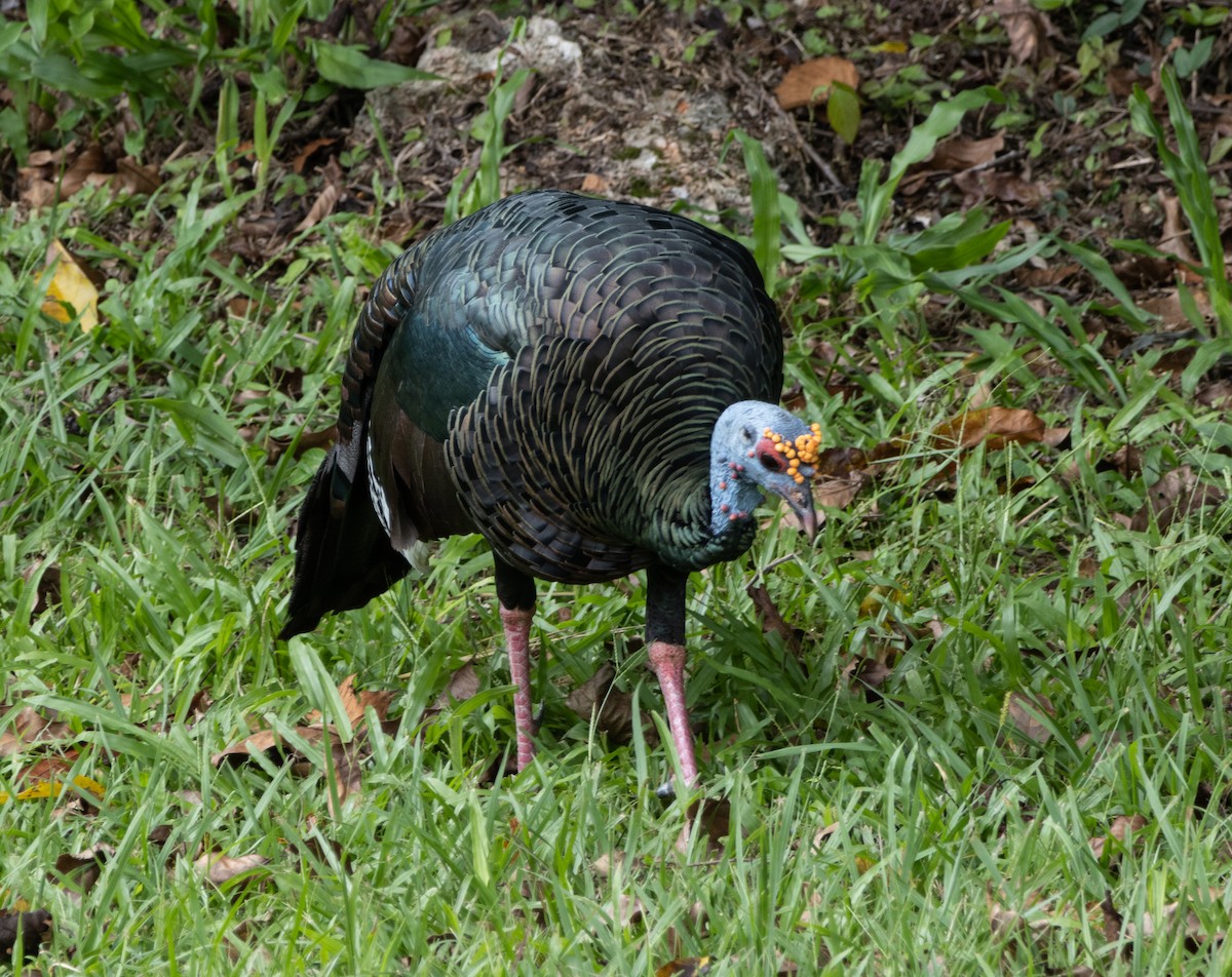 Ocellated Turkey - ML644210145