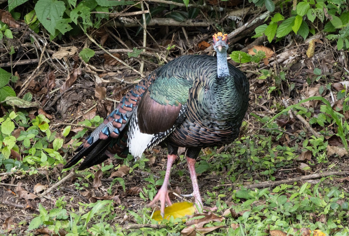 Ocellated Turkey - ML644210146