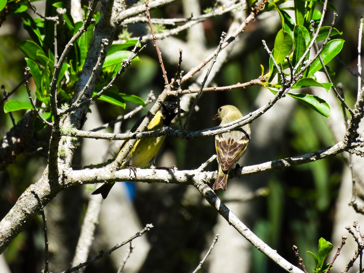 Hooded Siskin - ML644210147