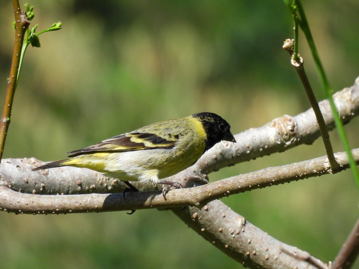 Hooded Siskin - ML644210148